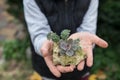 small succulents planted in limestone in the hands of a child