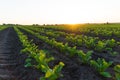 Small sugar beet plants growing in row in cultivated field. Green sugar beet field in early stage Royalty Free Stock Photo