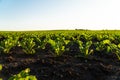 Small sugar beet plants growing in row in cultivated field. Sugar beet sprout, growing sugar beet on an industrial scale. Royalty Free Stock Photo