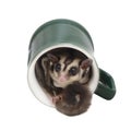 Small sugarglider sitting in green coffee mug.