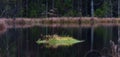 A small summer green small `island` in a wood lake