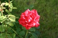 Small summer Red Intuition rose