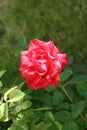 Small summer Red Intuition rose