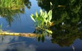 Small summer stream with little water