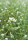 Small summer wild flower against green background Royalty Free Stock Photo