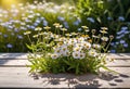 Small summer wildflowers on a wooden floor background, empty copy space, summer day, beautiful natural flowers, Royalty Free Stock Photo