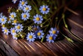 Small summer wildflowers on a wooden floor background, empty copy space, summer day, beautiful natural flowers, Royalty Free Stock Photo