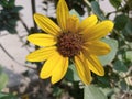 The small sun flower in the garden Royalty Free Stock Photo