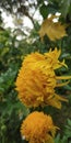 Small sun flower in rainy season Royalty Free Stock Photo