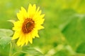 Small sunflower