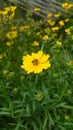 Small Sunflower with Bee Searching an Food for empty stomach Royalty Free Stock Photo