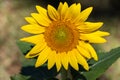 Small sunflower blossom with insect