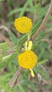 The small sunflower familiy flower