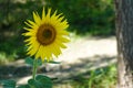 A small sunflower in a sunflower field in the park