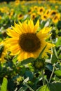 Small sunflower flower in the sun Royalty Free Stock Photo