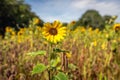 Small sunflower in the foreground of a large sunflower field Royalty Free Stock Photo