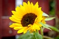 Small sunflower