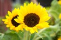 Small sunflower