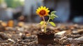 a small sunflower growing in a pot on the ground