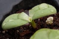Small sunflower plant Royalty Free Stock Photo