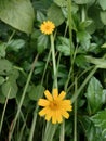 Small sunflower or wedelia flower. Royalty Free Stock Photo