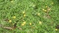 Small sunflowers on ground firm