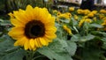 Small sunflowers with short stems
