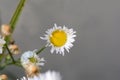 Small sunny chamomile flowers close-up