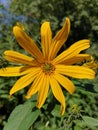 A small sunny flower