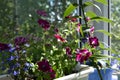 Small sunny garden on the balcony with flowering petunia and lobelia, lily and other plants in flower pots