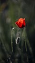 Small, sunny, poppy flowers.Lonely poppy. Royalty Free Stock Photo