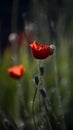 Small, sunny, poppy flowers. Royalty Free Stock Photo