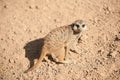 Small suricata in Biopark