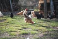 Small sustainable farm. Detail of feeding chicken. Feeding time.