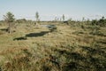 Small swamp river in summer. Kemeru Latvia Royalty Free Stock Photo