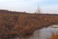 Small swampy river in the field. Wilted grasses on the banks of the river. Evening landscape