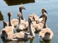 Small swans swimming on the blue lake water