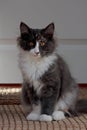 A small and sweet norwegian forest cat kitten sitting in front of a white door Royalty Free Stock Photo