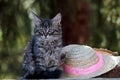 A purebred kitten and a hat with pink ribbon