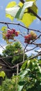 small sweet sour red green grape fruit tree under blue sky with pretty green leaves and shining sunlight Royalty Free Stock Photo