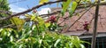 small sweet sour red green grape fruit tree under blue sky with pretty green leaves and shining sunlight Royalty Free Stock Photo