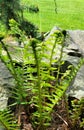 Small Sword Fern with Tendrils