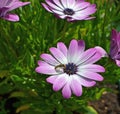 A small Syrphidae hoverfly