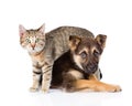Small tabby cat and crossbreed dog together. isolated on white Royalty Free Stock Photo