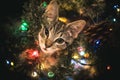 Kitten in Christmas tree