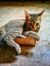 A small tabby cat is lying comfortably in a brown, possibly clay, pot or container on a textured, light-colored floor. Royalty Free Stock Photo