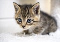 Small tabby kitten with blue eyes on cat tree in animal shelter