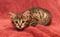 Small tabby Kitten on a brown