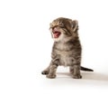 Small tabby kitten crying