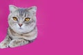 Small Tabby Kitten Looking At Camera On Pink Background With Copy Space. Studio Shot Of Gray Cat Isolated On Pink Background. Royalty Free Stock Photo